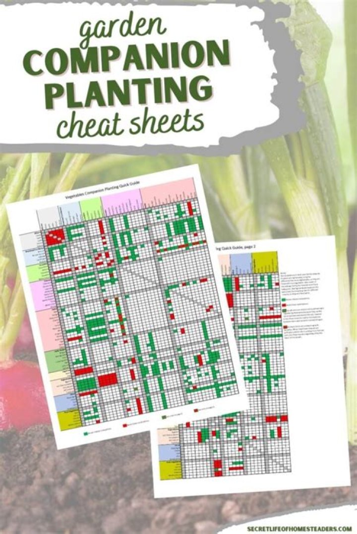 Mastering the Art of Companion Planting: The Ultimate Layout Guide for Growing Tomatoes
