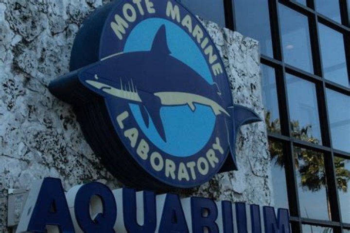 Mote Marine Laboratory Exhibits: A Comprehensive Guide to Marine Conservation and Research
