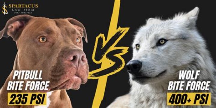 Pitbull Bite Force: Unveiling the Power and Misconceptions