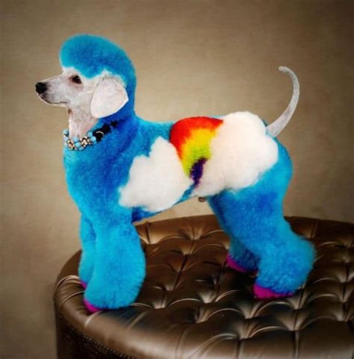 Poodle Art Grooming: Unleashing Your Dog's Inner Artist