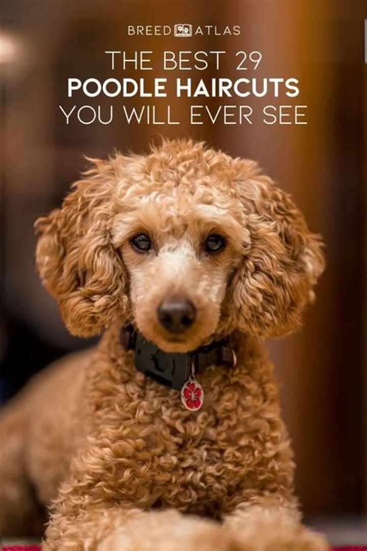 Poodle Haircuts: The Ultimate Guide to Grooming Styles for Your Furry Friend