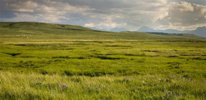 Prairie Preserve: Exploring the Beauty and Importance of North America&rsquo;s Grasslands