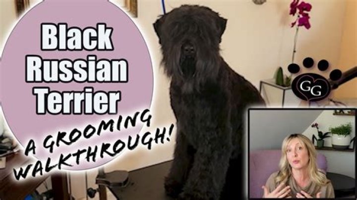 Russian Terrier Grooming: A Comprehensive Guide to Keep Your Companion Looking and Feeling Great
