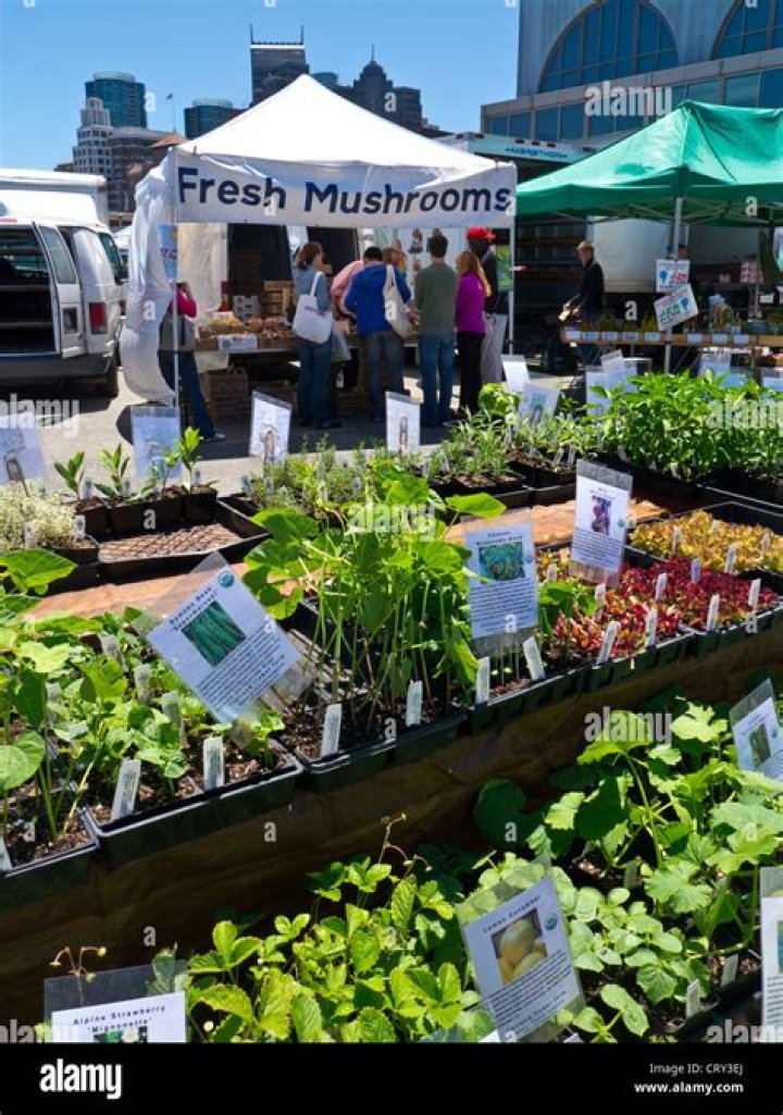 SF Farmers Market Embarcadero: A Vibrant Hub for Fresh Produce and Community
