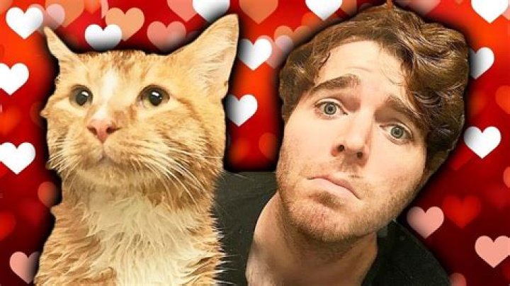 Shane Dawson Cat Video Original: The Ultimate Guide to the Viral Sensation