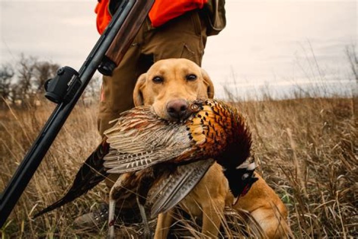 The Daily Republic: A Comprehensive Guide to South Dakota's Renowned Newspaper