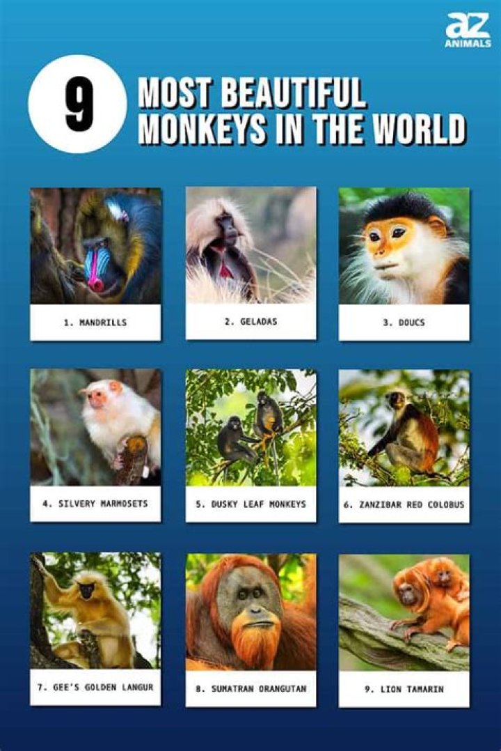 The Enchanting World of Cute Monkeys: A Comprehensive Guide
