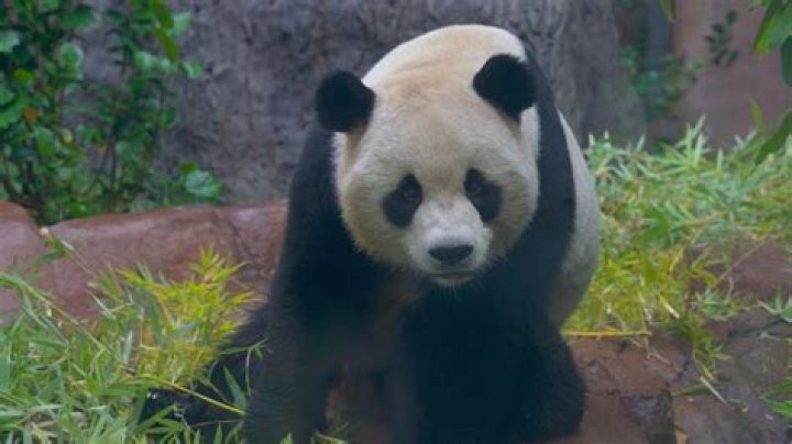 The Fascinating World of San Diego Zoo Pandas: A Journey of Conservation and Wonder