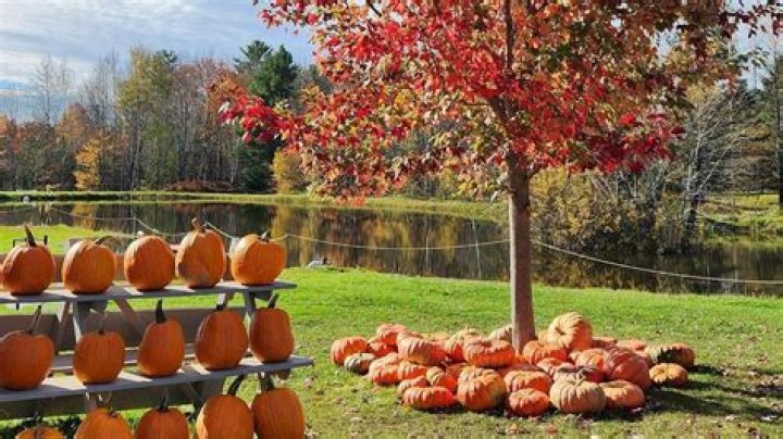 The Great Pumpkin Watch: A Comprehensive Guide to the Iconic Halloween Tradition