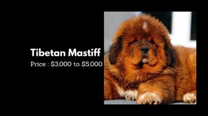 The Most Expensive Dog Breed in the World: A Comprehensive Guide