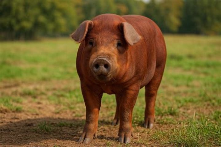 The Ultimate Guide to Mexican Landrace Strains: A Journey into Genetic Diversity