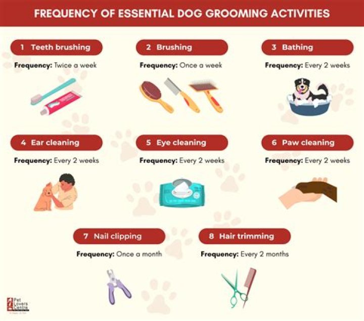 Ultimate Guide to Dogs Grooming: Tips, Techniques, and Expert Advice