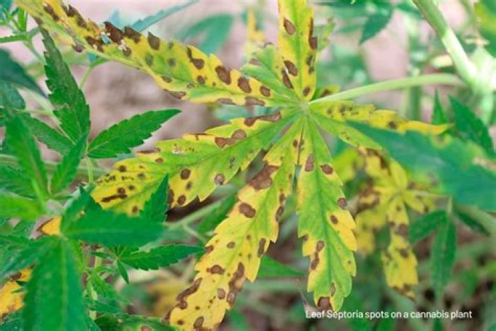 Uncover the Secrets Behind Yellow Spots on Cannabis Leaves: Expert Insights