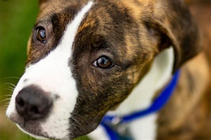 Understanding Boxer Mix Dogs: The Perfect Companion for Your Family