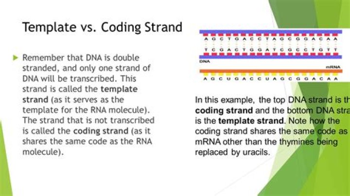 Understanding the Dynamics of Template vs Coding Strand