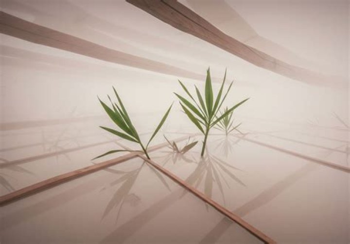 Understanding the Impact of Pakistani 49: A Comprehensive Guide