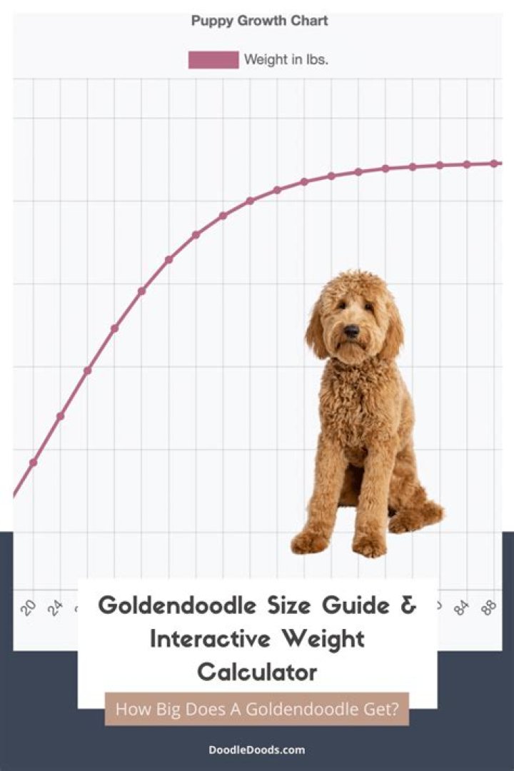 Understanding the Lifespan of a Goldendoodle: A Comprehensive Guide for Owners