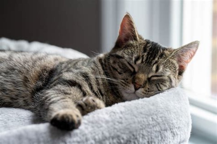 Understanding the Peaceful World of Cat Sleeping