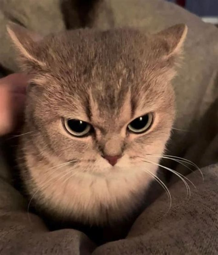 Unleashing the Fury: The Allure of the Angry Cat GIF