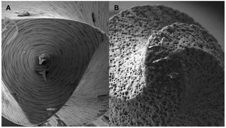 Unraveling the Mysteries of Skeleton Stardew: A Journey into the Depths of Pelican Town