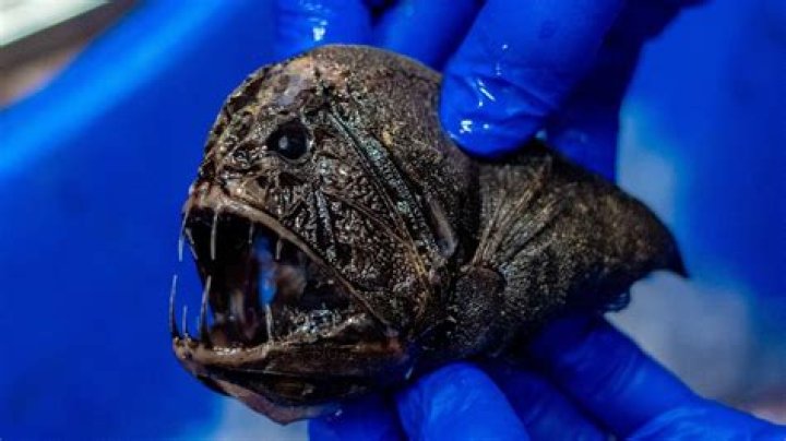 Unveiling the Abyss: The World of Scary Deep Sea Creatures