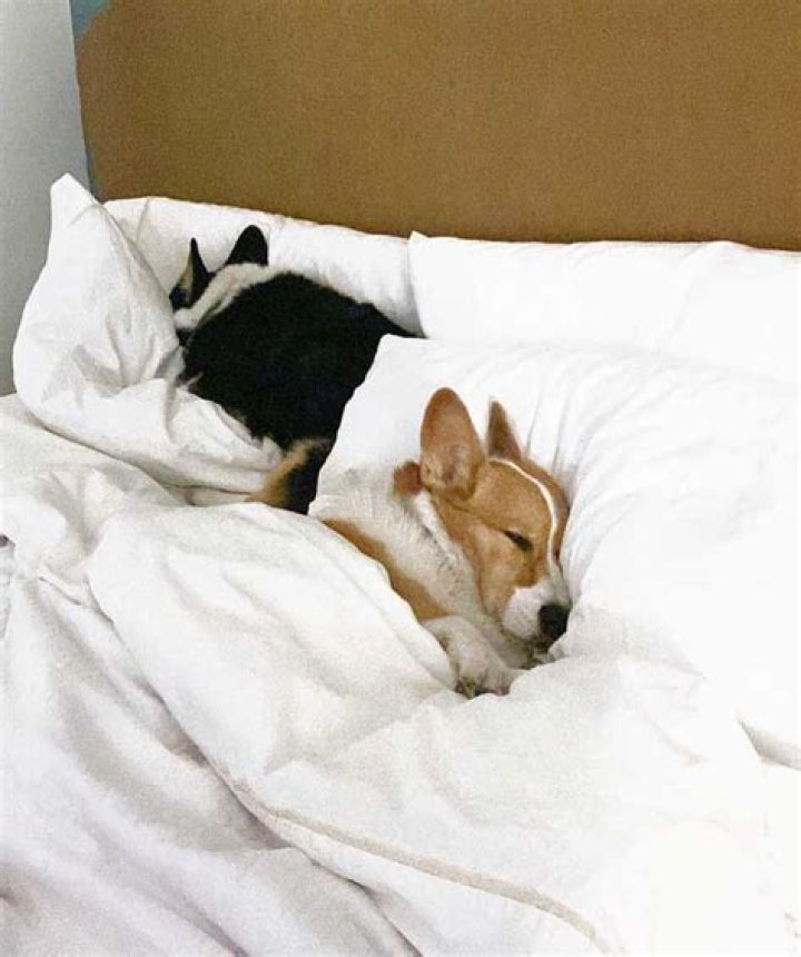 Unveiling the Luxury: A Comprehensive Guide to Marriott Palm Beachinger Island Resort