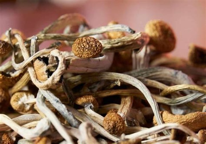 Unveiling the Mysteries of Enigma Shrooms: A Comprehensive Guide