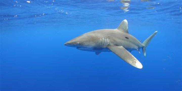 Unveiling the Mysteries of White Tip: A Comprehensive Guide