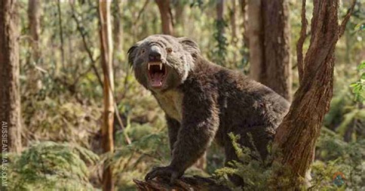 Unveiling the Myths and Mysteries of the Australian Drop Bear