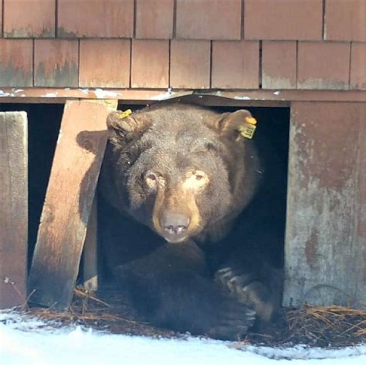 Unveiling the Truth: Do Bears Eat Deer?