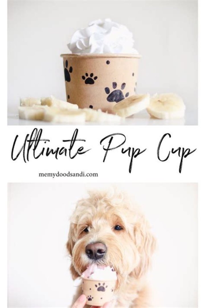 What's in a Pup Cup? The Ultimate Guide to This Trendy Pet Treat