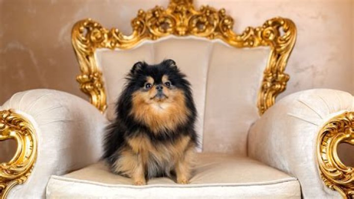 What's the Most Expensive Dog Breed? Discover the Luxury in Canines