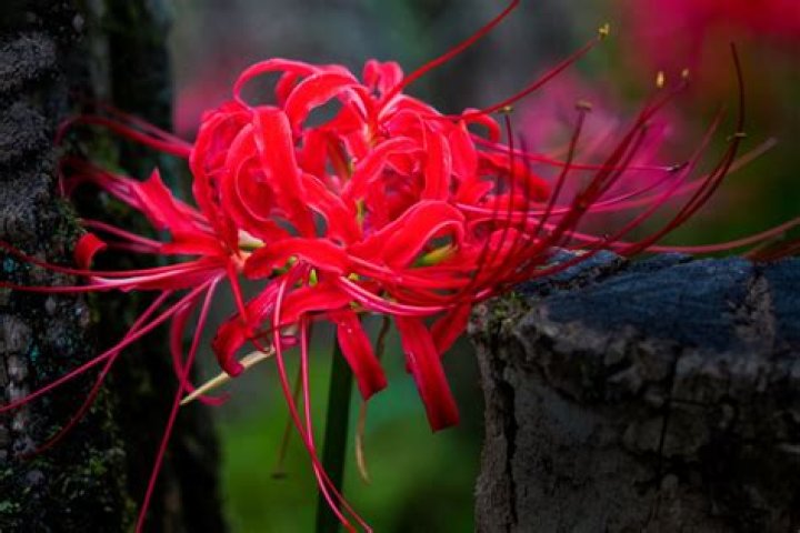 What Does Red Spider Lily Represent: Unveiling the Symbolism and Cultural Significance
