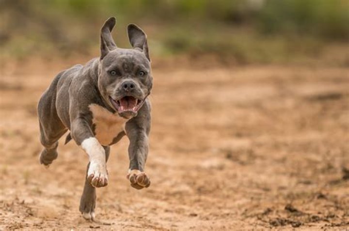 What is a Pitbull Bite Force? Unveiling the Power Behind the Breed