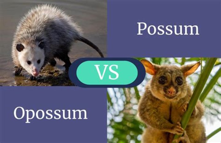 What Is the Difference Between a Possum and an Opossum?