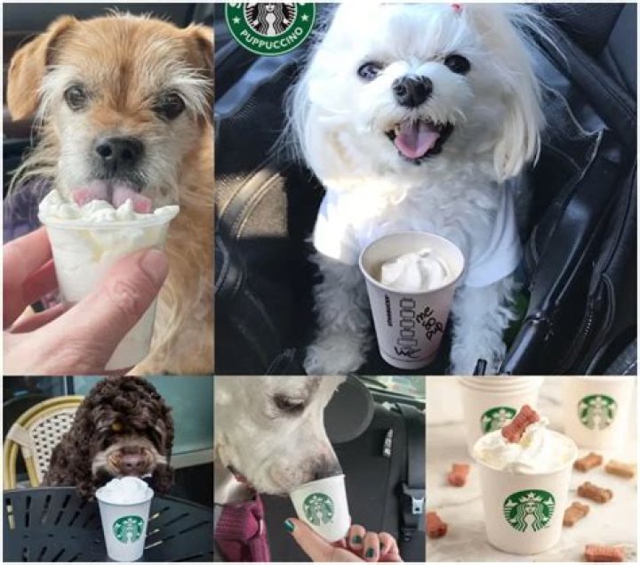What’s a Pup Cup? The Ultimate Guide to This Trendy Treat for Dogs