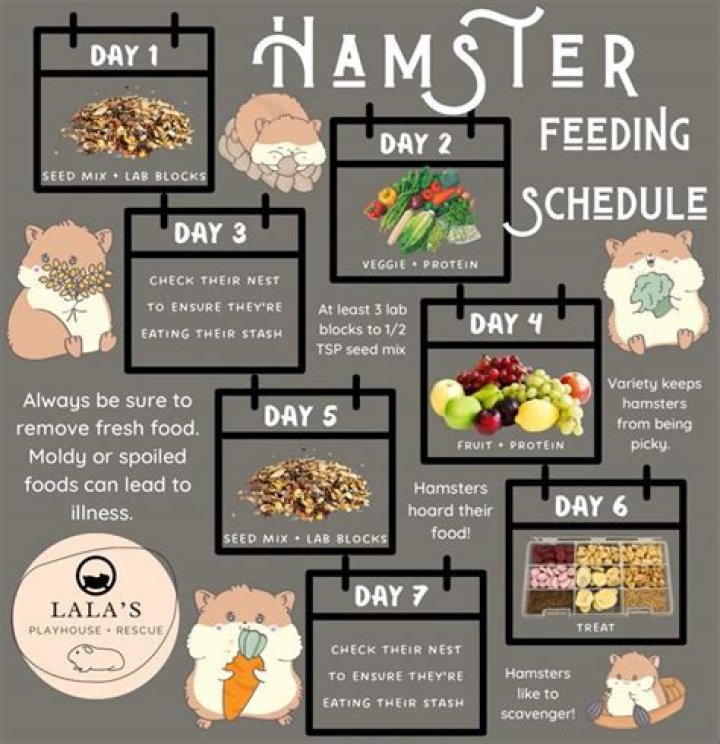 What Should Hamsters Eat? A Comprehensive Guide to Optimal Hamster Nutrition