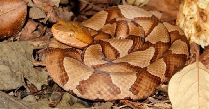 When Are Copperheads Most Active? Discover Their Behavior and Stay Safe