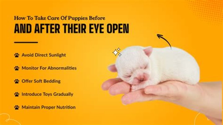 When Do Puppies Open Their Eyes: A Comprehensive Guide for Pet Owners