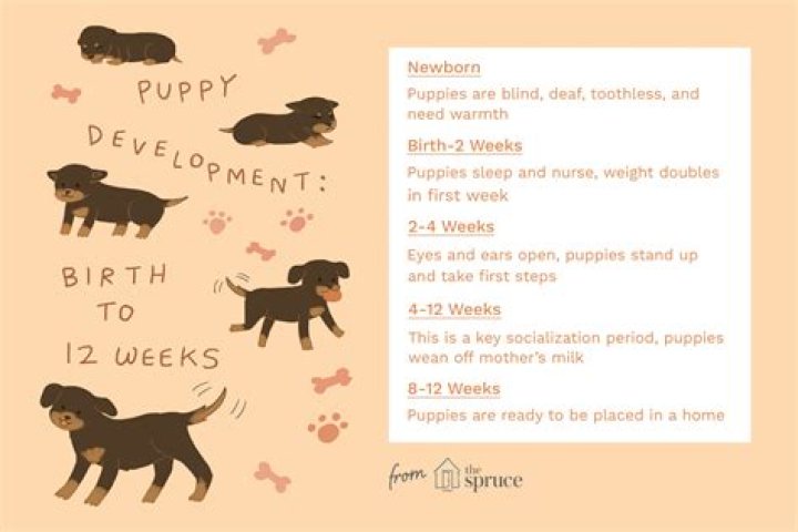 When Does a Newborn Puppy Open Its Eyes: A Comprehensive Guide for Puppy Owners