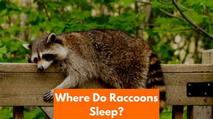 Where Do Raccoons Sleep During the Day: A Comprehensive Guide