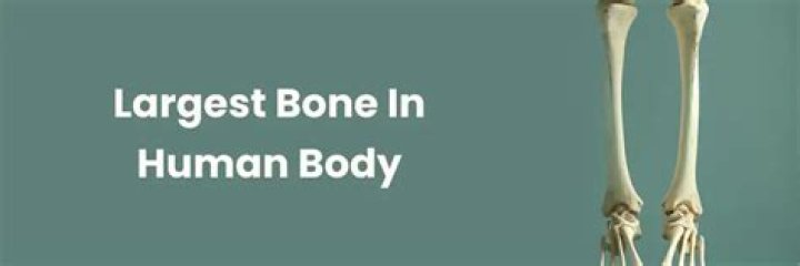 Which is the Largest Bone in the Human Body? A Comprehensive Guide