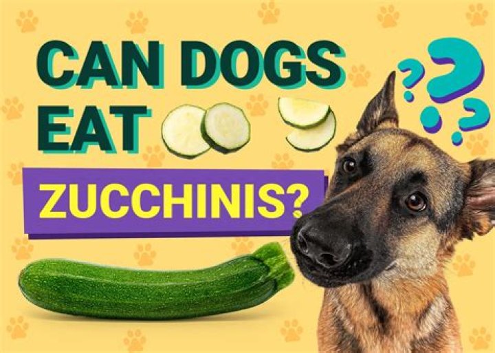 Why Dogs Eating Zucchini Can Be Beneficial: A Comprehensive Guide