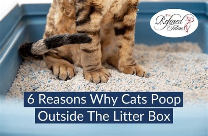 Why is My Cat Pooping Outside the Litter Tray? Understanding the Reasons and Solutions