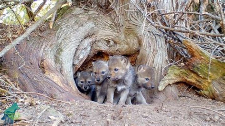Wolf Den Newberry: Exploring the Ultimate Wilderness Adventure
